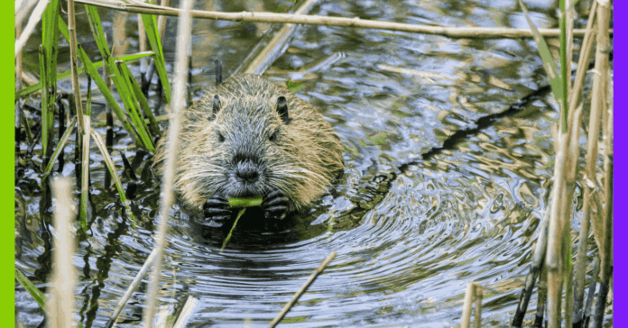 Hôpital, Nestlé et castor : les 10 bonnes nouvelles de la semaine