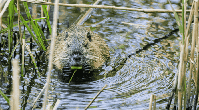 Hôpital, Nestlé et castor : les 10 bonnes nouvelles de la semaine