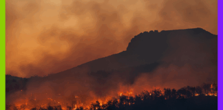 Biodiversité, pollution, et zones protégées : les 10 infos de la semaine