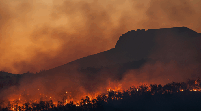 Biodiversité, pollution, et zones protégées : les 10 infos de la semaine