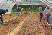 Nogent-le-Rotrou : la transition écologique se cultive à la Maison partagée