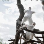 Des solutions pour sauver les forêts françaises