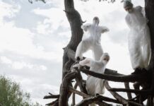 Des solutions pour sauver les forêts françaises Des solutions pour sauver les forêts françaises