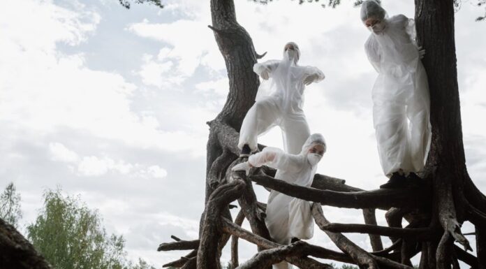 Des solutions pour sauver les forêts françaises Des solutions pour sauver les forêts françaises