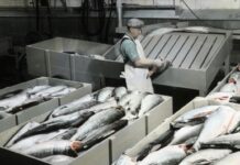 Saumon d’élevage : l’envers toxique d’un poisson industriel