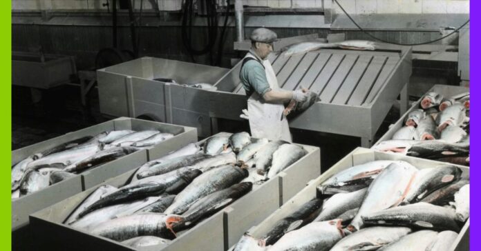 Saumon d’élevage : l’envers toxique d’un poisson industriel