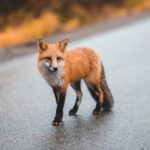 erik-mclean-OVWn1sbGIYQ-unsplash