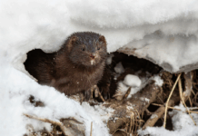 Fourrure, arbres et pesticides : les 10 bonnes nouvelles de la semaine