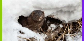 Fourrure, arbres et pesticides : les 10 bonnes nouvelles de la semaine
