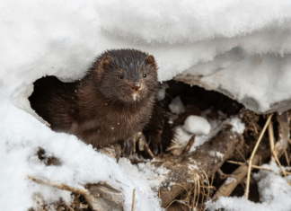 Fourrure, arbres et pesticides : les 10 bonnes nouvelles de la semaine