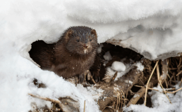Fourrure, arbres et pesticides : les 10 bonnes nouvelles de la semaine