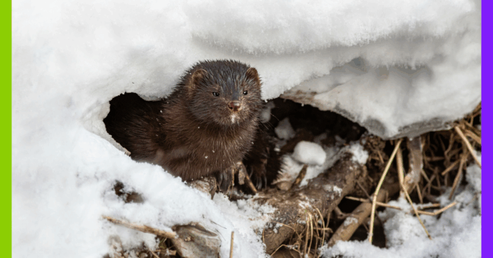 Fourrure, arbres et pesticides : les 10 bonnes nouvelles de la semaine