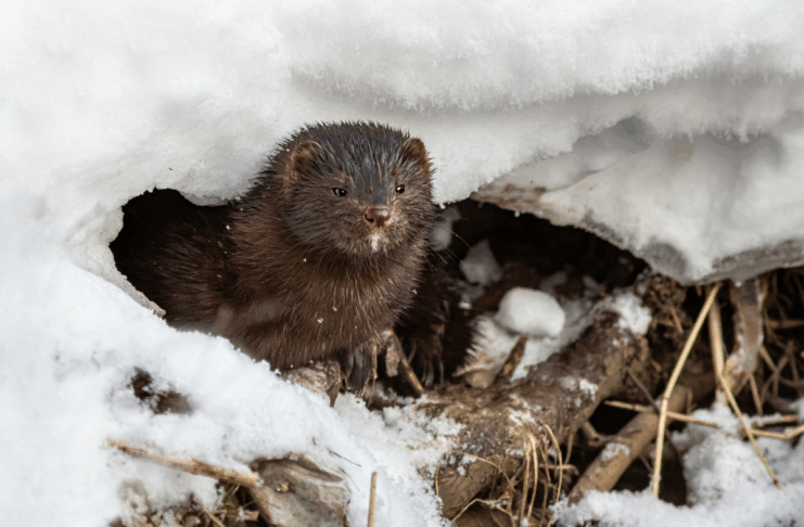 Fourrure, arbres et pesticides : les 10 bonnes nouvelles de la semaine