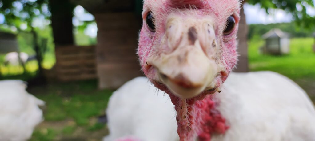 Les dindons font partie des animaux les plus malmenés par l'élevage intensif ©L-PEA
