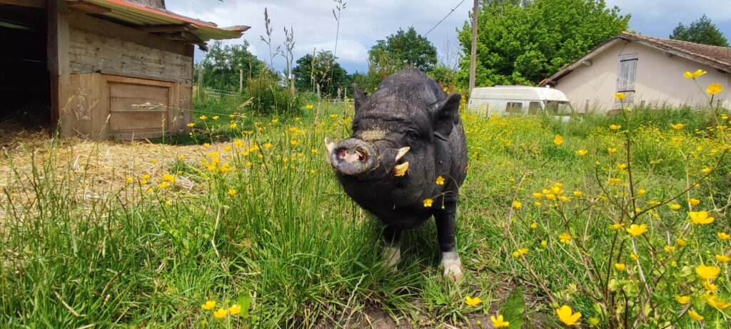 Cochons, chèvres, dindons, chats... L-PEA recueille une centaine de rescapés ©L-PEA
