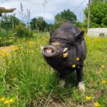 Cochons, chèvres, dindons, chats… L-PEA recueille une centaine de rescapés ©L-PEA