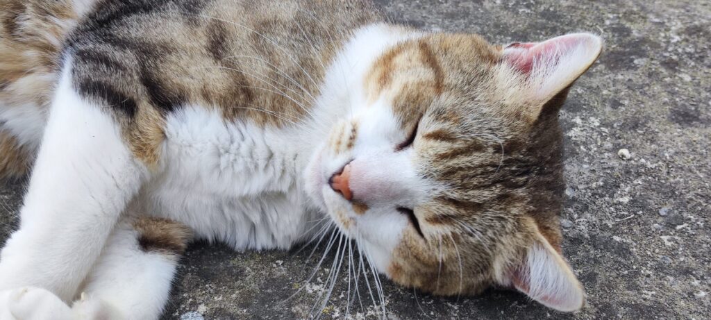 La quiétude des lieux est malheureusement souvent perturbée par les chasseurs... ©L-PEA