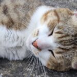 La quiétude des lieux est malheureusement souvent perturbée par les chasseurs… ©L-PEA