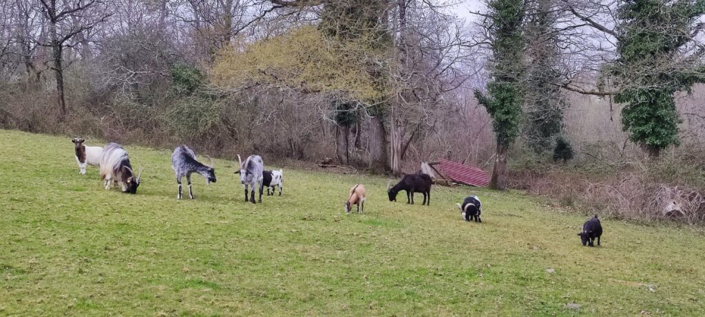 Au Little Phoenix Sanctuary, les rescapés coulent des jours heureux, et sereins ©L-PEA