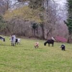 Au Little Phoenix Sanctuary, les rescapés coulent des jours heureux, et sereins ©L-PEA