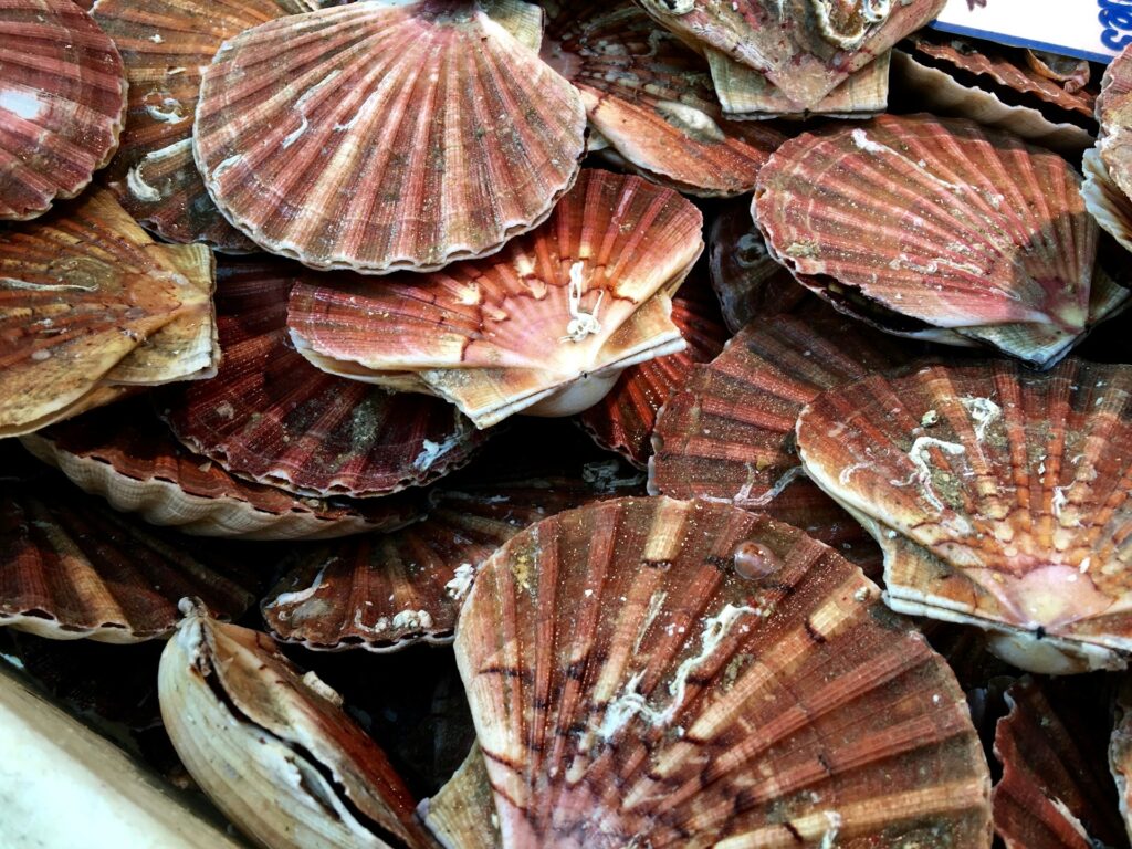 40% des coquilles Saint-Jacques pêchées annuellement le sont aux abords des fêtes ©Unsplash