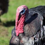 D&rsquo;une espérance de vie naturelle de 4 ans et plus, les dindes sont abattues à l&rsquo;âge de quelques semaines ©Pixabay