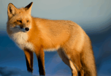 A69, ski et crèche gratuite : les 10 bonnes nouvelles de la semaine !