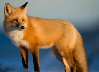 A69, ski et crèche gratuite : les 10 bonnes nouvelles de la semaine !