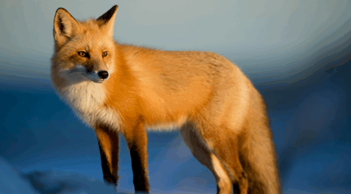 A69, ski et crèche gratuite : les 10 bonnes nouvelles de la semaine !