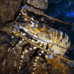 Couverture Article (5)_11zon