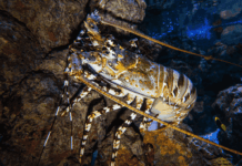 Crustacés, marché et forêts millénaires : les 10 bonnes nouvelles de la semaine