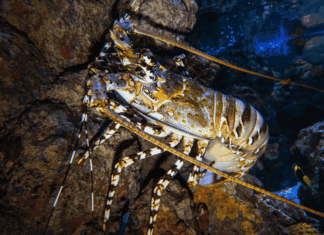 Crustacés, marché et forêts millénaires : les 10 bonnes nouvelles de la semaine