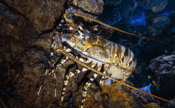 Crustacés, marché et forêts millénaires : les 10 bonnes nouvelles de la semaine