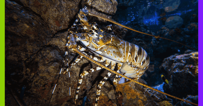 Crustacés, marché et forêts millénaires : les 10 bonnes nouvelles de la semaine