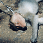 Couverture Article torture an