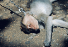 De la Chine à TikTok : L’organisation des réseaux internationaux de sadisme animal