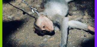 De la Chine à TikTok : L’organisation des réseaux internationaux de sadisme animal