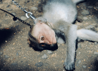 De la Chine à TikTok : L’organisation des réseaux internationaux de sadisme animal