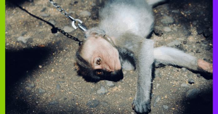 De la Chine à TikTok : L’organisation des réseaux internationaux de sadisme animal