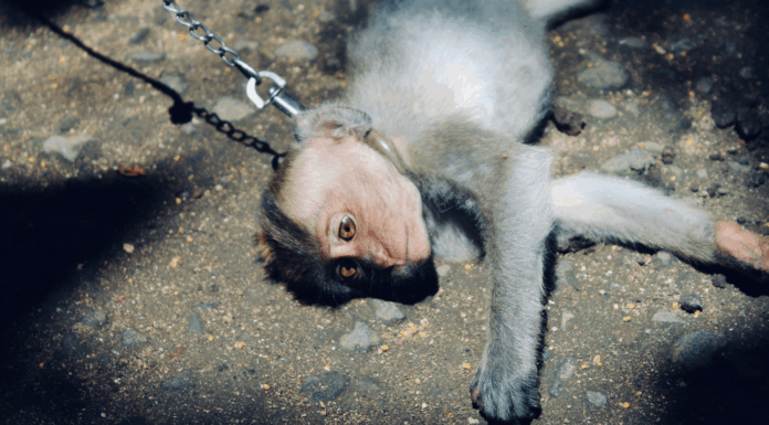 De la Chine à TikTok : L’organisation des réseaux internationaux de sadisme animal