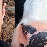 En Charente, le Little Phoenix Sanctuary vient au secours des animaux