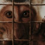 Argent public, expérimentation animale : le CNRS sous le feu des critiques