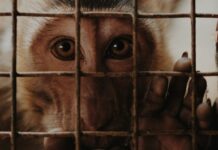 Argent public, expérimentation animale… Le CNRS sous le feu des critiques Argent public, expérimentation animale : le CNRS sous le feu des critiques