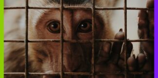 Argent public, expérimentation animale… Le CNRS sous le feu des critiques Argent public, expérimentation animale : le CNRS sous le feu des critiques