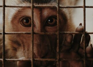 Argent public, expérimentation animale… Le CNRS sous le feu des critiques Argent public, expérimentation animale : le CNRS sous le feu des critiques