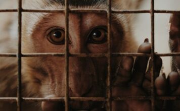 Argent public, expérimentation animale… Le CNRS sous le feu des critiques Argent public, expérimentation animale : le CNRS sous le feu des critiques