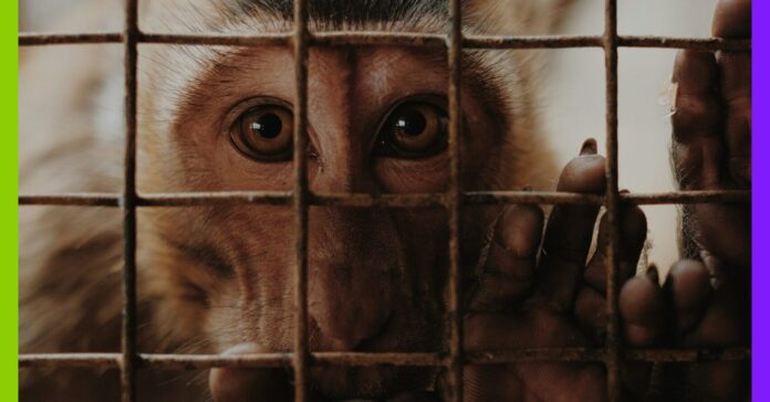 Argent public, expérimentation animale… Le CNRS sous le feu des critiques Argent public, expérimentation animale : le CNRS sous le feu des critiques