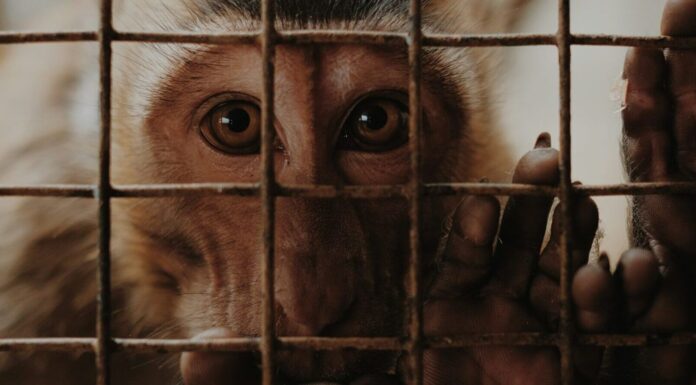 Argent public, expérimentation animale… Le CNRS sous le feu des critiques Argent public, expérimentation animale : le CNRS sous le feu des critiques