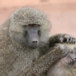 1800 Babouins Olives occuperont, à terme, le centre de Rousset ©Wikipedia