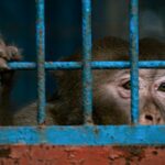 La plupart des pays européens tendent à réduire le nombre de singes utilisés pour la recherche ©Unsplash